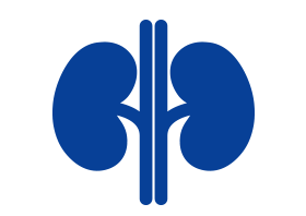 kidneys